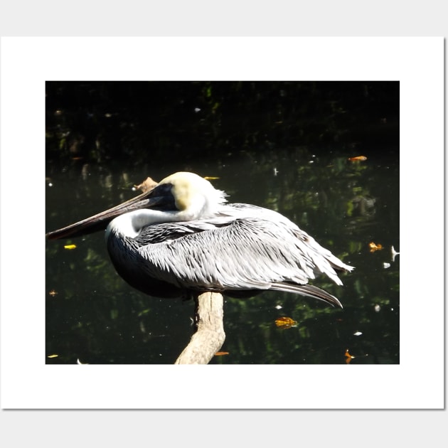 Exotic Bird, Bronx Zoo, Bronx, New York City Wall Art by AxeandCo